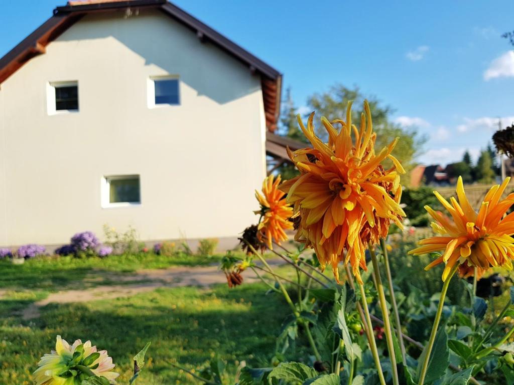 Petrovic_ap_dvoriste1